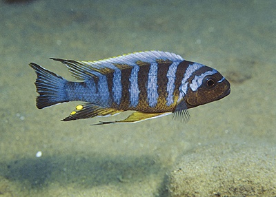 Maylandia sp. 'zebra long pelvic' Chesese